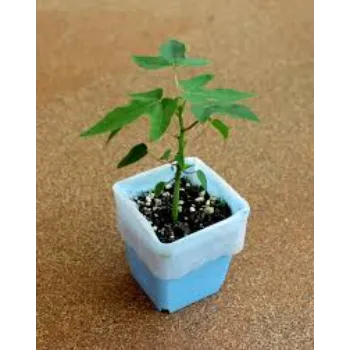 Natural Papaya Plant